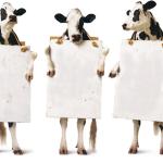 Chick-fil-A 3-cow billboard