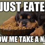 Funny animals | I JUST EATED; NOW ME TAKE A NAP | image tagged in funny animals | made w/ Imgflip meme maker