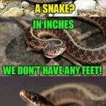 Snake Puns | HOW DO YOU MEASURE; A SNAKE? IN INCHES; WE DON'T HAVE ANY FEET! | image tagged in snake puns,funny memes,snakes,jokes,measure | made w/ Imgflip meme maker
