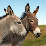 talking donkeys