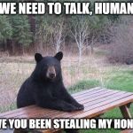 Bear at Picnic Table | WE NEED TO TALK, HUMAN; HAVE YOU BEEN STEALING MY HONEY? | image tagged in bear at picnic table | made w/ Imgflip meme maker