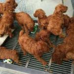 Asian Fried Chicken