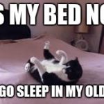 Funny animals | DIS MY BED NOW; YOU GO SLEEP IN MY OLD ONE | image tagged in funny animals | made w/ Imgflip meme maker