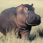 Hippo