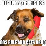 Hi, This Is Dog | HI GRUMPY, THIS IS DOG; DOGS RULE AND CATS DROOL! | image tagged in dog on the phone,memes,my templates challenge,grumpy cat,dogs rule,cats drool | made w/ Imgflip meme maker