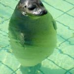 Standing Seal | ME IN THE 5FT POOL AREA | image tagged in standing seal | made w/ Imgflip meme maker