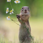 flower squirrel meme