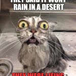 Wet Cat | THEY SAID IT WONT RAIN IN A DESERT; THEY WERE LIEING | image tagged in wet cat | made w/ Imgflip meme maker