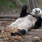 Lazy panda  meme