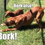 Bork Also! | Bork also! Bork! | image tagged in bork bork bork,memes | made w/ Imgflip meme maker