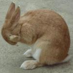 bunny facepalm