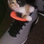 ShoeKitten | MASTER HAS GIVEN KITTY A SHOE... KITTY IS FREE. | image tagged in shoekitten | made w/ Imgflip meme maker