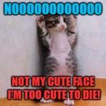 Cats  | NOOOOOOOOOOOO; NOT MY CUTE FACE I'M TOO CUTE TO DIE! | image tagged in cats | made w/ Imgflip meme maker