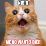 Have A Cat Meme! | NO!!!! ME NO WANT 2 DIE!! | image tagged in have a cat meme | made w/ Imgflip meme maker