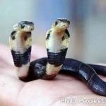 Two headed snake