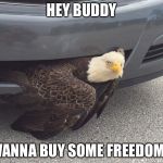 Eagle | HEY BUDDY; WANNA BUY SOME FREEDOM? | image tagged in eagle | made w/ Imgflip meme maker