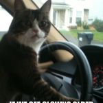 JoJo the Driving Cat Does Not Like Creepy Clowns  | NEW PLAN GUYS; IF WE SEE CLOWNS OLDER THAN 10 YEARS OLD, WE'RE GONNA RUN 'EM OVER. | image tagged in jojo the driving cat,memes,creepy clowns,run em over,down with the clowns,100 bucks for every rainbow wig you bring me | made w/ Imgflip meme maker
