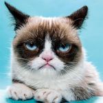 Grumpy Cat | Do NOT tease me, bro... | image tagged in grumpy cat | made w/ Imgflip meme maker