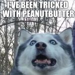 Crazy Husky is Crazy | I'VE BEEN TRICKED WITH PEANUTBUTTER | image tagged in crazy husky is crazy | made w/ Imgflip meme maker