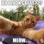 catselfie | DO I LOOK GREAT??? MEOW...... | image tagged in memes,cats | made w/ Imgflip meme maker
