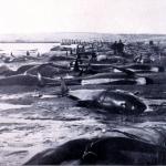 beached whales