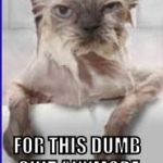 Wet Cat | NOT FALLING; FOR THIS DUMB SHIT ANYMORE 
DARNELLPARNELLI | image tagged in wet cat | made w/ Imgflip meme maker