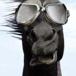 Horse glasses