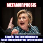 Hillary Clinton | METAMORPHOSIS; Stage 5:  The insect begins to hatch through the very large opening | image tagged in hillary clinton | made w/ Imgflip meme maker