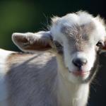 Happy Goat Kid