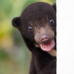 Sun bear meme