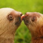 sloths-kissing