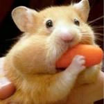 Carrot hamster