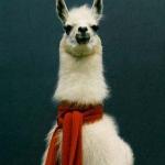 Scarf Llama