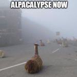 Alpacalypse Now | ALPACALYPSE NOW | image tagged in alpacalypse now | made w/ Imgflip meme maker