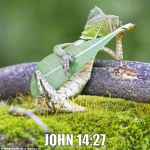 lizard guitar | JOHN 14:27 | image tagged in lizard guitar | made w/ Imgflip meme maker