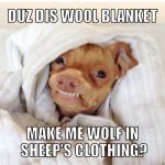 Tuna Dog Meme | DUZ DIS WOOL BLANKET; MAKE ME WOLF IN SHEEP'S CLOTHING? | image tagged in tuna dog meme | made w/ Imgflip meme maker