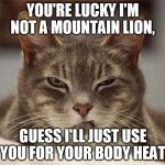 Angry Cat | YOU'RE LUCKY I'M NOT A MOUNTAIN LION, GUESS I'LL JUST USE YOU FOR YOUR BODY HEAT. | image tagged in angry cat | made w/ Imgflip meme maker