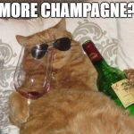 My mom on Tuesdays | MORE CHAMPAGNE? | image tagged in winecat | made w/ Imgflip meme maker