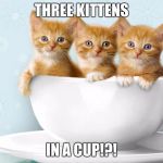 KillKittens | THREE KITTENS; IN A CUP!?! | image tagged in killkittens | made w/ Imgflip meme maker