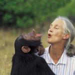 Jane Goodall meme