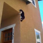 ParkourCat