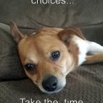 Choices  | Life is about choices... Take the  time to choose wisely! | image tagged in dogs,inspirational quote,quotes,pomeranian,chihuahua | made w/ Imgflip meme maker