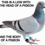 It's pretty amazing when you think about it.... | THIS IS A LION WITH THE HEAD OF A PIGEON; AND THE BODY OF A PIGEON | image tagged in pigeonfam,pigeon,lion,bacon,iwanttobebacon,captain obvious | made w/ Imgflip meme maker