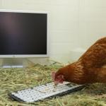 Keyboard Chicken