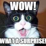 Cats Surprise | WOW! WHAT A SURPRISE! | image tagged in memes,cats | made w/ Imgflip meme maker