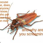 Cockroach | excuse me, does anyone know who put these hats on me? and why are you screaming? | image tagged in cockroach,scumbag | made w/ Imgflip meme maker