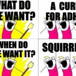 what do we want 2 | WHAT DO WE WANT? A  CURE FOR ADHD! SQUIRREL! WHEN DO WE WANT IT? | image tagged in what do we want 2 | made w/ Imgflip meme maker