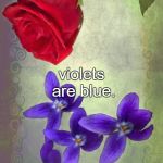 Roses are many colors other than red, violets are fricken violet | Roses are red, violets are blue. Your candidate sucks, and mine does, too! | image tagged in roses are many colors other than red violets are fricken violet | made w/ Imgflip meme maker
