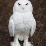Snow owl Hedwig