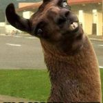 llama | HOW DO LLAMAS GO TO THE PROM? IN A LLAMA-SINE! | image tagged in llama | made w/ Imgflip meme maker